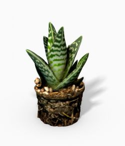 Gasteria Cactus Plant- Photoscanned PBR- Extended License