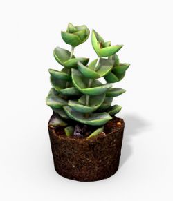 Crassula Moonglow Cactus Plant - Photoscanned PBR - Extended License