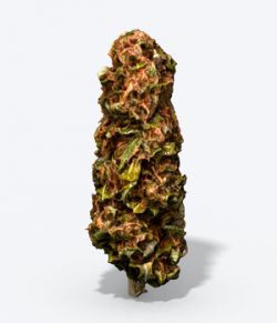 Marijuana Bud- Photoscanned PBR Extended License