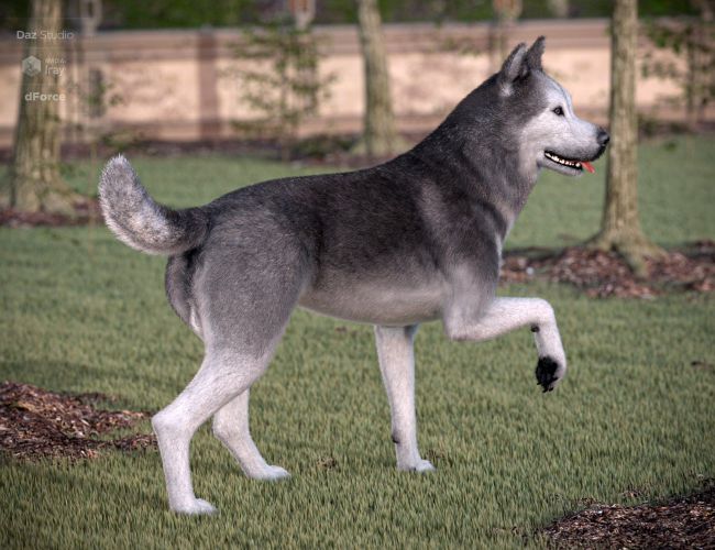 Husky For Daz Dog 8 | 3d Models For Daz Studio And Poser