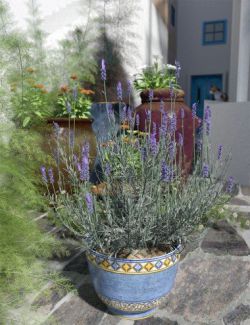 Garden Flowers - Lavender Bushes