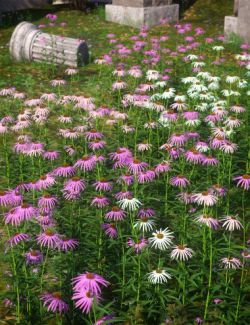 Garden Flowers - Cone Flowers