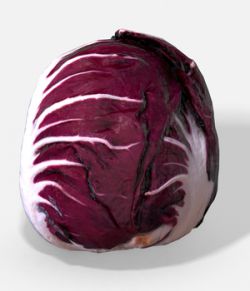 Vegetable Red Chicory- Photoscanned PBR- Extended License