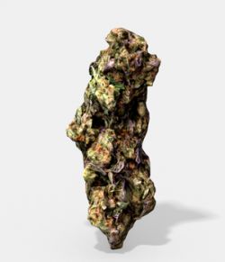 Marijuana Bud 3 - Photoscanned PBR - Extended License