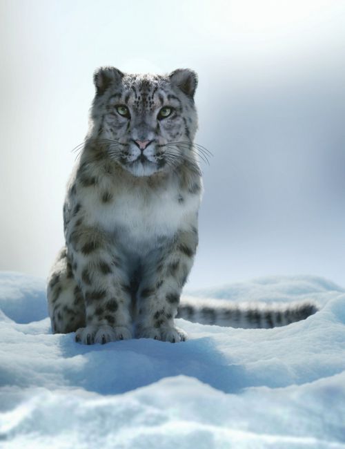 Felidae by AM - Snow Leopard