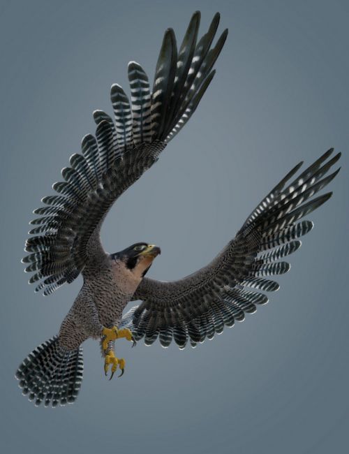 Peregrine Falcon for Deepsea's Eagle