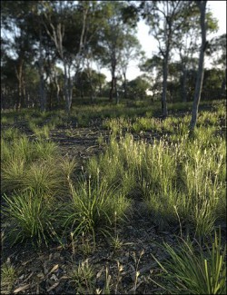 Australia Botanica- Understorey