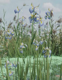 Water Iris- High Res Flowering Plants