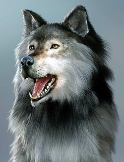 Dire Wolf Animations for Daz Dog 8 and Genesis 8