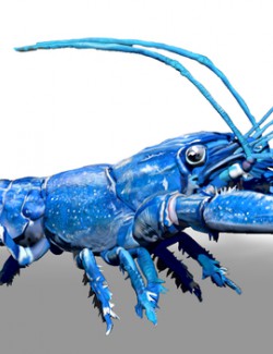 Blue Crawfish ZBrush ZTL Sculpt and Polypaint