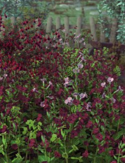 Garden Flowers- Low Res Nicotiana Plants