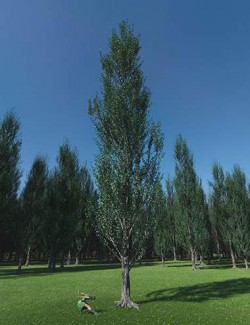 PTU Poplar Trees Ultimate