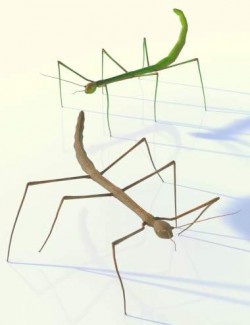 Stick Insect