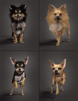 Chihuahua for Daz Dog 8: Penelope and Zorro Add-on