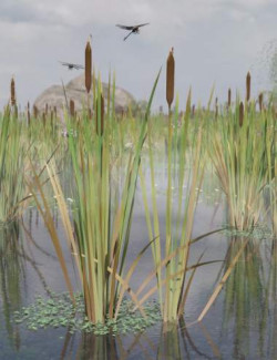 Bulrush Plants