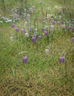 Meadow Flowers - Low Res Snakeshead Fritillary