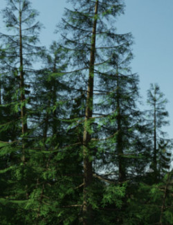 Modular 3D Kits: Big Pine Forests