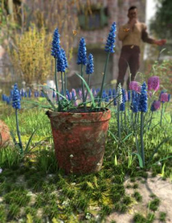 Spring Flowers- Muscari Grape Hyacinths