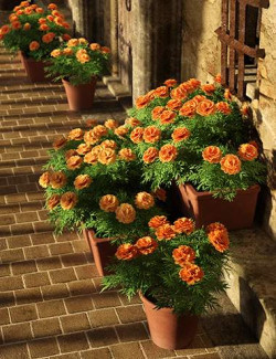 Predatron Marigolds