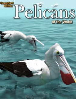 Songbird ReMix Pelicans