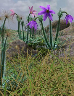 Tiny Flowers - Pulsatilla - Pasque flowers