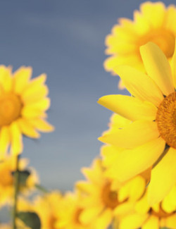 Photo Plants: Sun Flowers