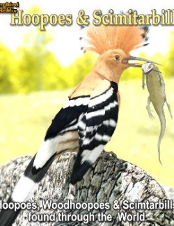 Songbird ReMix Hoopoes & Scimitarbills