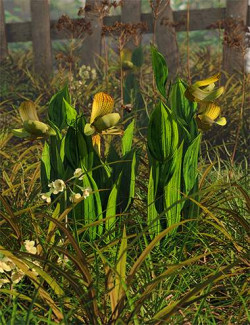 Slipper Orchids - Low Resolution Flowers