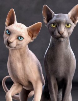 Sphynx For Cat Zeus