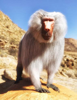 Baboon by AM for Genesis 8 Male