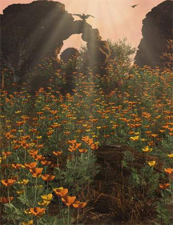 Desert Blooms- California Poppy