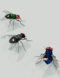 Flies Pack for Blender and Daz