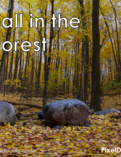 Fall in The Forest, a scene celebrating the fall season in a Canadian forest