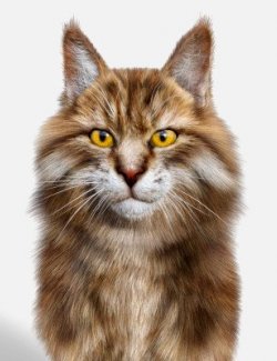 Maine Coon for Cat Mars