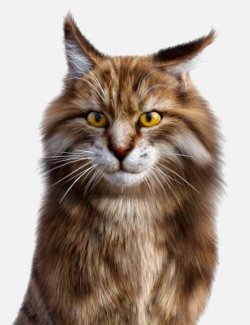 Maine Coon for Cat Zeus