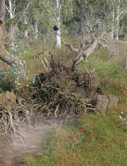 Tanglewood Stumpery- Fairy Tale Tree Stumps, Dead and Fallen Trees