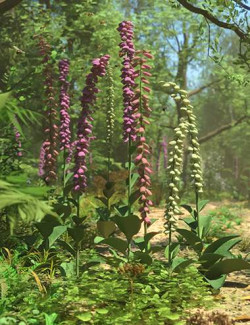 Foxglove Plants- Wild Flowers for Daz Studio