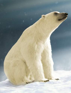 Polar Bear 2 by AM