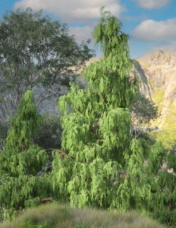 Kashmir Cypress Trees for Daz Studio