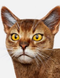 Abyssinian for Cat Mars