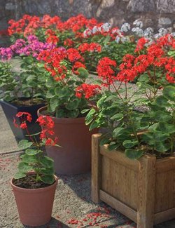 Predatron Geranium Plants