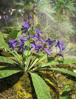 Cape Primrose- Tropical Streptocarpus Plants for Daz Studio