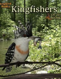 Songbird ReMix Kingfishers