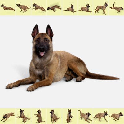 German shepherd dog in different poses and coat Vector Image