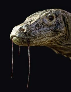 Komodo Dragon by AM