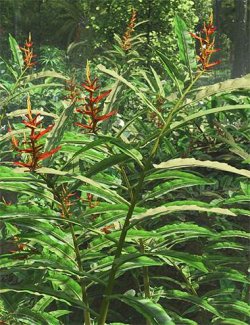 Heliconia longiflora- Exotic Flowers and Foliage