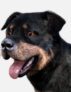 Rottweiler for Dog Nubis