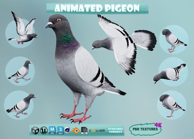 Realistic Animated Rock Pigeon  3d Models for Daz Studio and Poser