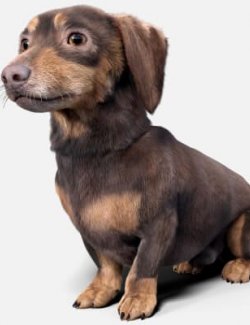 Dachshund for Dog Nubis