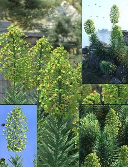 Mediterranean Flowering Spurge Plants